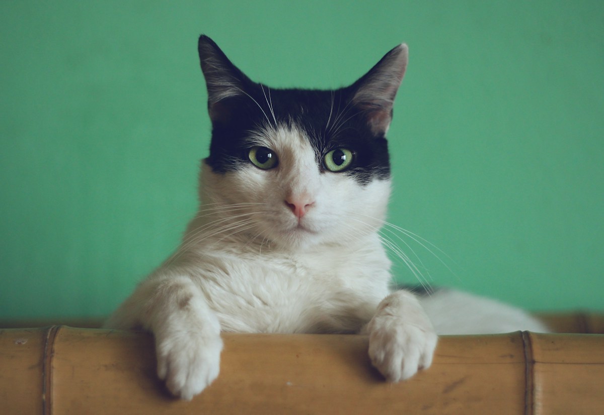 Un chat noir et blanc aux yeux verts, photographié de près