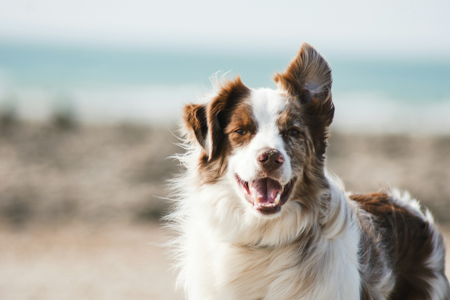 Un border collie attentif
